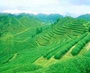 祁门天气预报30天